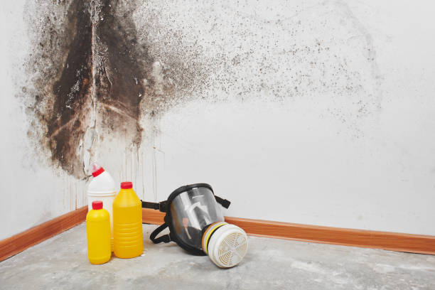 Best Bathroom Mold Remediation in Echelon, NJ