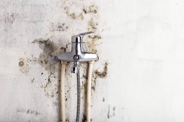 Trusted Echelon, NJ Mold Remediation Experts
