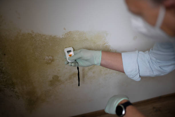 Best Attic Mold Remediation in Echelon, NJ
