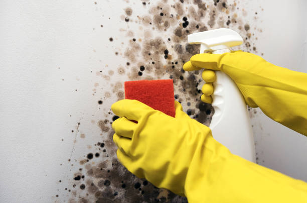 Best Mold Remediation for Specific Building Types in Echelon, NJ