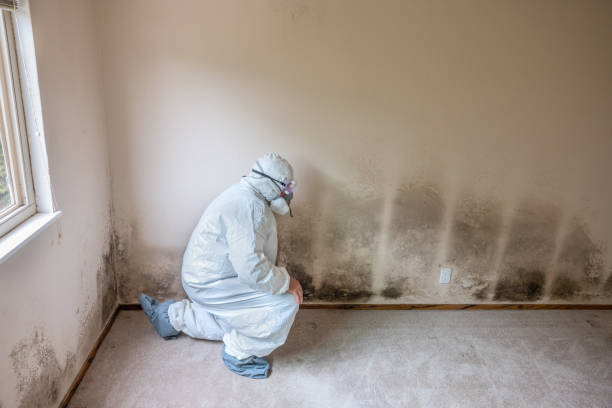 Best DIY Mold Remediation Support Services in Echelon, NJ