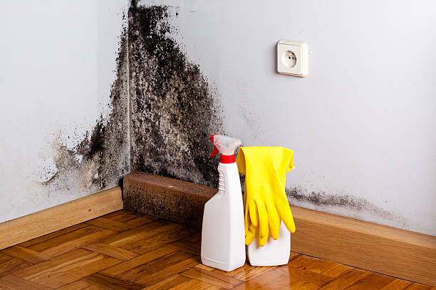 Best Residential Mold Remediation in Echelon, NJ