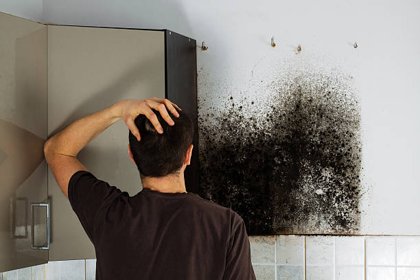 Best Basement Mold Remediation in Echelon, NJ