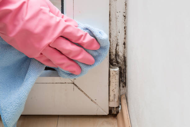 Reliable Echelon, NJ Mold Remediation Solutions
