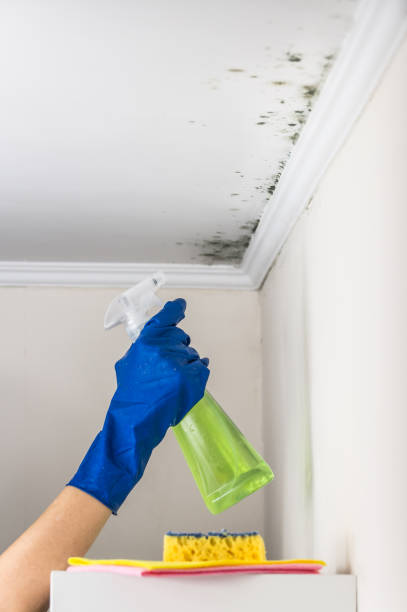 Best DIY Mold Remediation Support Services in Echelon, NJ